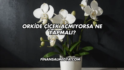 Orkide Çiçek Açmıyorsa Ne Yapmalı?