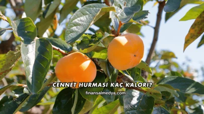 Cennet Hurması Kaç Kalori?