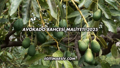 Avokado Bahçesi Maliyeti 2025