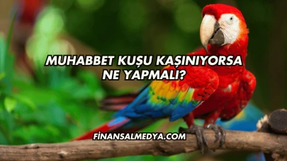 Muhabbet Kuşu Kaşınıyorsa Ne Yapmalı?