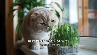 Kedi Diyeti Nasıl Yapılır?
