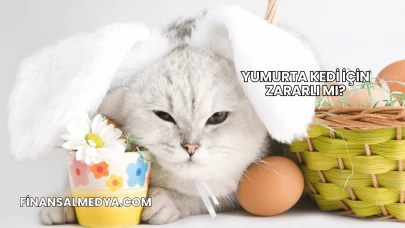 Yumurta Kedi İçin Zararlı mı?