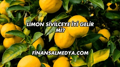 Limon Sivilceye İyi Gelir mi?
