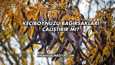Keçiboynuzu Bağırsakları Çalıştırır mı?