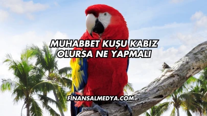 Muhabbet Kuşu Kabız Olursa Ne Yapmalı