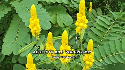 Açlık Otu Kilo Verdirir mi?