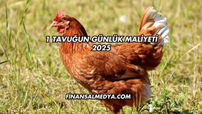 1 Tavuğun Günlük Maliyeti 2025
