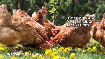 Köy Yumurtası Yetiştiriciliği Maliyeti 2025