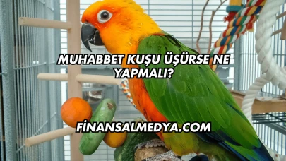 Muhabbet Kuşu Üşürse Ne Yapmalı?
