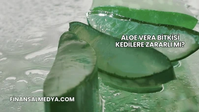 Aloe Vera Bitkisi Kedilere Zararlı mı?