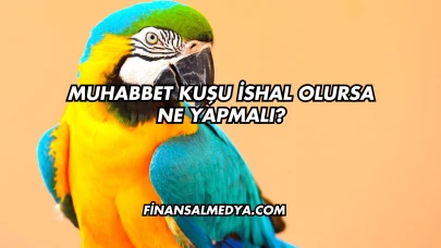 Muhabbet Kuşu İshal Olursa Ne Yapmalı?
