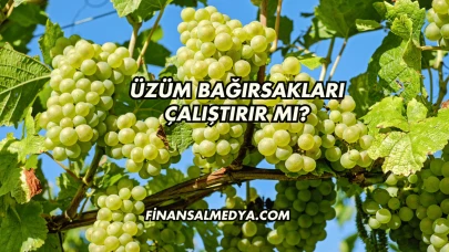 Üzüm Bağırsakları Çalıştırır mı?