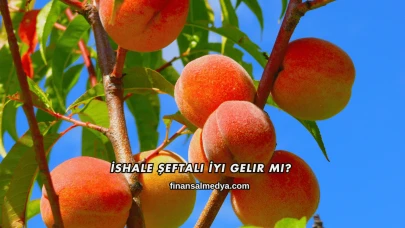 İshale Şeftali İyi Gelir mi?
