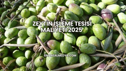 Zeytin İşleme Tesisi Maliyeti 2025