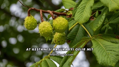 At Kestanesi Basura İyi Gelir mi?
