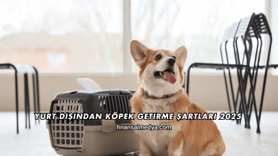 Yurt Dışından Köpek Getirme Şartları 2025