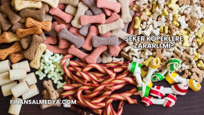 Şeker Köpeklere Zararlı mı?
