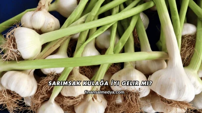 Sarımsak Kulağa İyi Gelir mi?