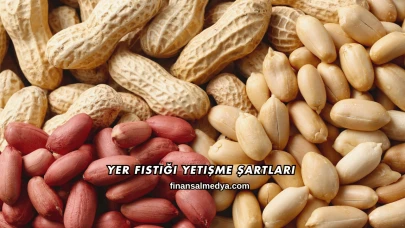 Yer Fıstığı Yetişme Şartları