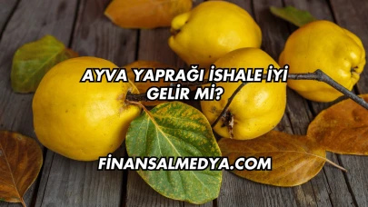 Ayva Yaprağı İshale İyi Gelir mi?