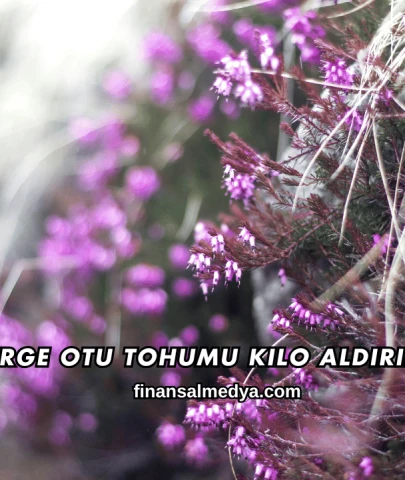 Süpürge Otu Tohumu Kilo Aldırır mı?