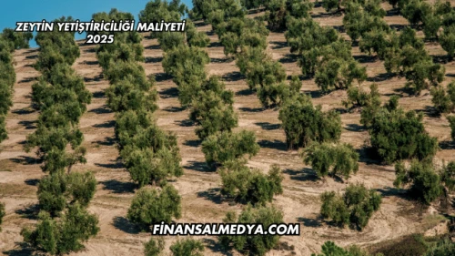 Zeytin Yetiştiriciliği Maliyeti 2025