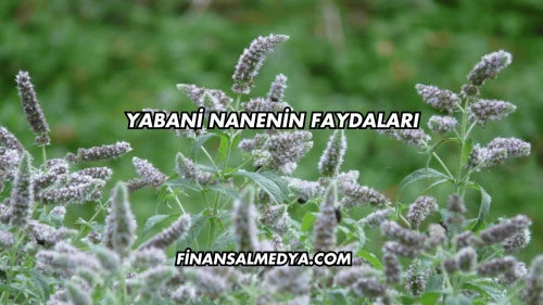 Yabani Nanenin Faydaları