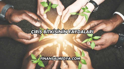 Çiriş Bitkisinin Faydaları