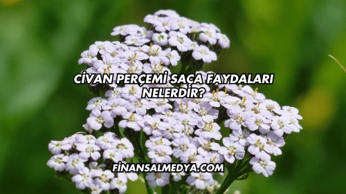 Civan Perçemi Saça Faydaları Nelerdir?