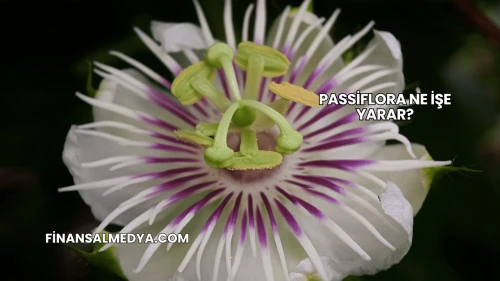 Passiflora Ne İşe Yarar?