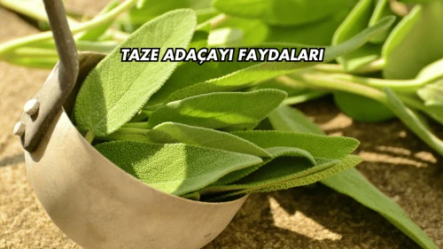 Taze Adaçayı Faydaları
