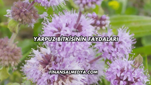 Yarpuz Bitkisinin Faydaları