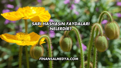 Sarı Haşhaşın Faydaları Nelerdir?