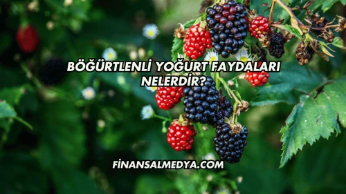 Böğürtlenli Yoğurt Faydaları Nelerdir?