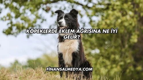Köpeklerde Eklem Ağrısına Ne İyi Gelir?