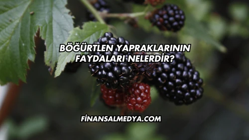 Böğürtlen Yapraklarının Faydaları Nelerdir?