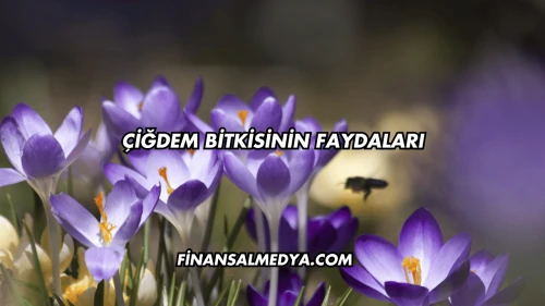 Çiğdem Bitkisinin Faydaları