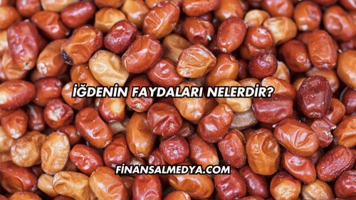 İğdenin Faydaları Nelerdir?