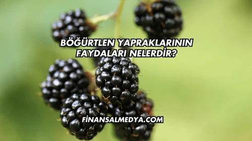 Böğürtlen Yapraklarının Faydaları Nelerdir?