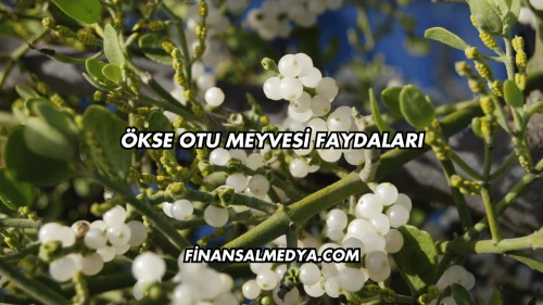 Ökse Otu Meyvesi Faydaları
