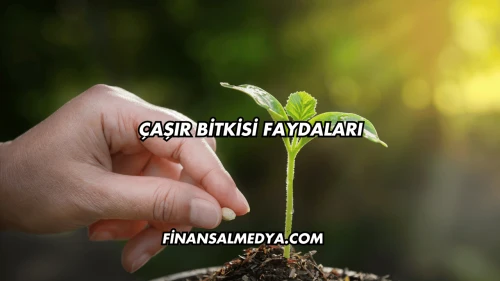 Çaşır Bitkisi Faydaları