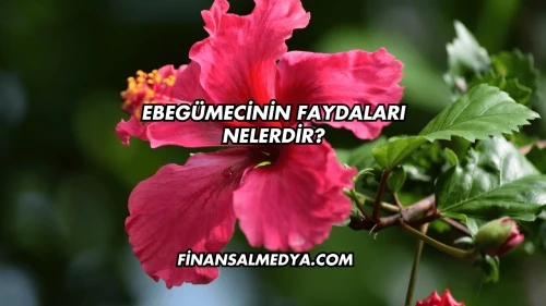 Ebegümecinin Faydaları Nelerdir?