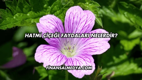 Hatmi Çiçeği Faydaları Nelerdir?