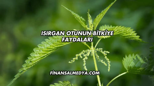 Isırgan Otunun Bitkiye Faydaları