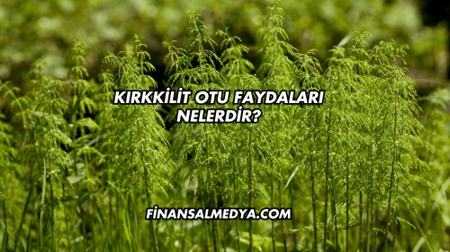Kırkkilit Otu Faydaları Nelerdir?