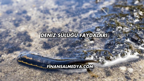 Deniz Sülüğü Faydaları
