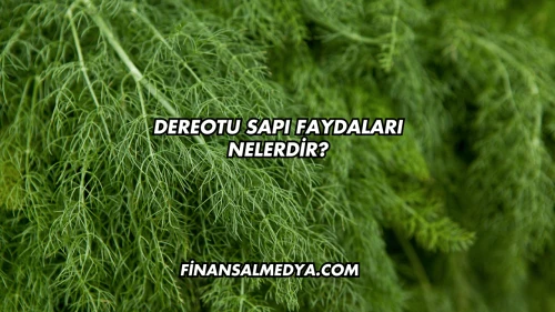 Dereotu Sapı Faydaları Nelerdir?