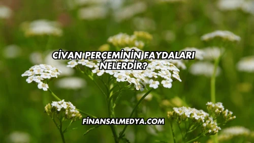 Civan Perçeminin Faydaları Nelerdir?