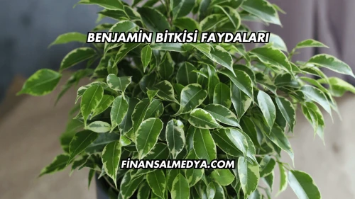Benjamin Bitkisi Faydaları