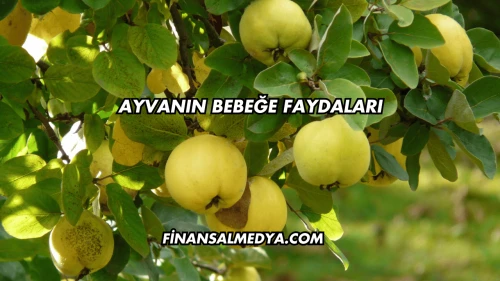 Ayvanın Bebeğe Faydaları
